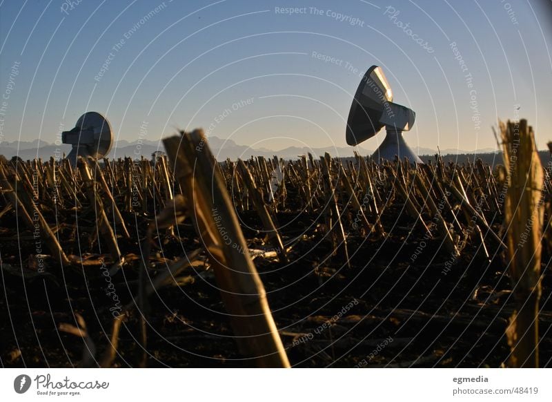 erde an alle... Satellit Satellitenantenne Radioteleskop Raisting Bayern Funktechnik Maisfeld Maisstoppel Stoppel Ernte Außenaufnahme Deutschland Freiheit Ferne