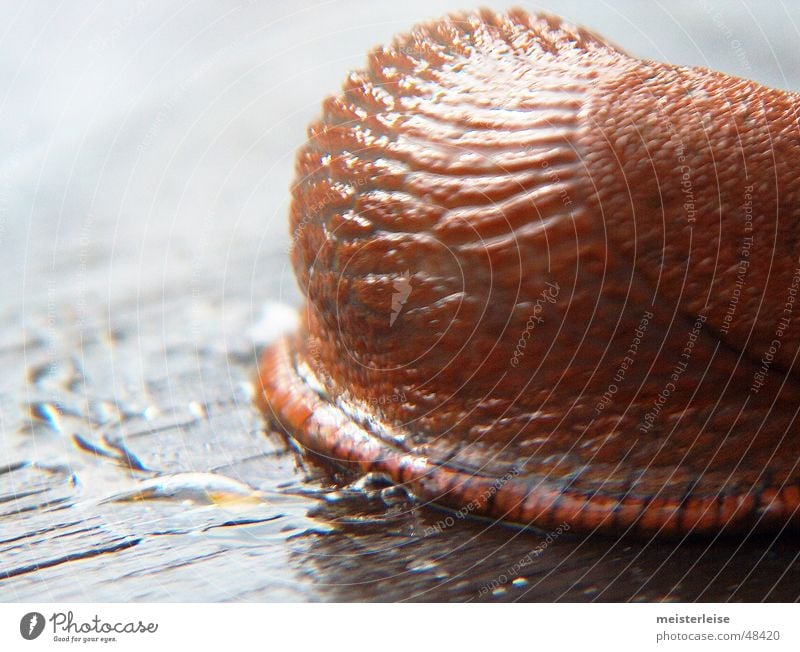 Schnecke 02 Tier Nacktschnecken Makroaufnahme Schleim Außenaufnahme Nahaufnahme macroaufnahme tiefenschärfe gering glibber meisterleise