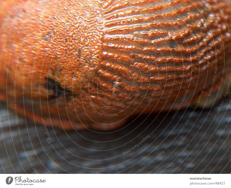 Schnecke 03 Tier Nacktschnecken Makroaufnahme Schleim Außenaufnahme Nahaufnahme macroaufnahme tiefenschärfe gering glibber meisterleise