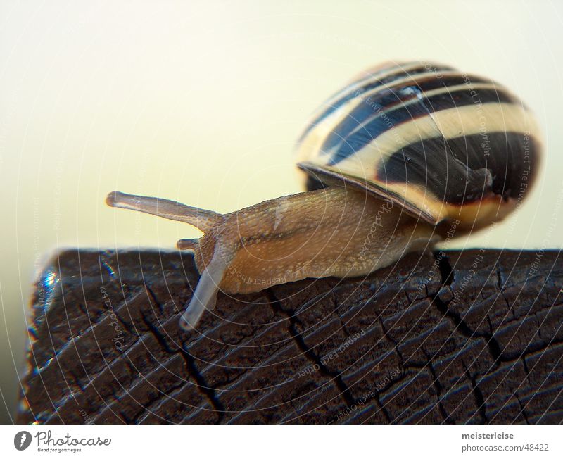 Schnecke 04 Tier Schneckenhaus Makroaufnahme Schleim schleimig Außenaufnahme Querformat Holz krabbeln langsam Nahaufnahme macroaufnahme tiefenschärfe gering