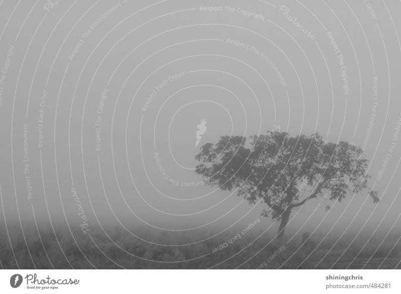 shades of grey Umwelt Natur Landschaft Himmel Herbst Winter schlechtes Wetter Nebel Baum Feld Unendlichkeit gruselig grau ruhig Trauer Sehnsucht Einsamkeit