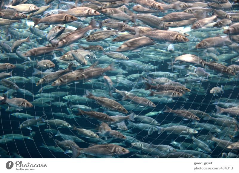 schwärmer Umwelt Natur Pflanze Urelemente Wasser Wassertropfen Meer Insel Teich See Bach Fluss Fisch Zoo Streichelzoo Aquarium Tiergruppe Schwarm