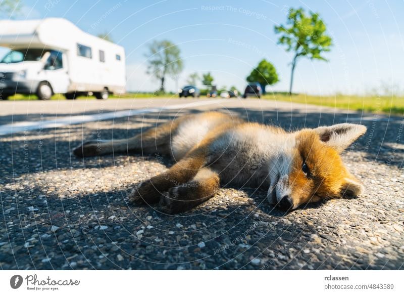 Rotfuchs tödlich am Straßenrand Fuchs tot Asphalt Lager Autobahn Unfall Tier Wohnmobil Blut reisen Feiertage Körper braun PKW im Freien Autounfall Nahaufnahme