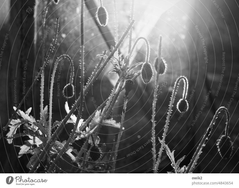 Vor der Blüte Mohn Pflanze Blume Flora Mohnblüte Nahaufnahme Natur Umwelt Frühling Wachstum Wandel & Veränderung klein natürlich Garten Blütenknospen Blatt