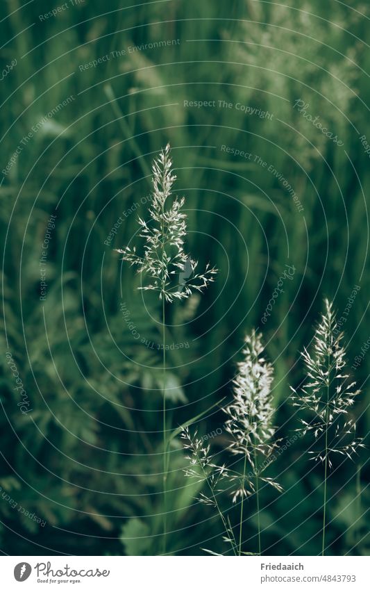 Blühende Gräser in einer Wiese Wiesenblumen grün natürlich Gras Unschärfe Schwache Tiefenschärfe Sommer Wildpflanze Natur Umwelt Außenaufnahme Wachstum Tag