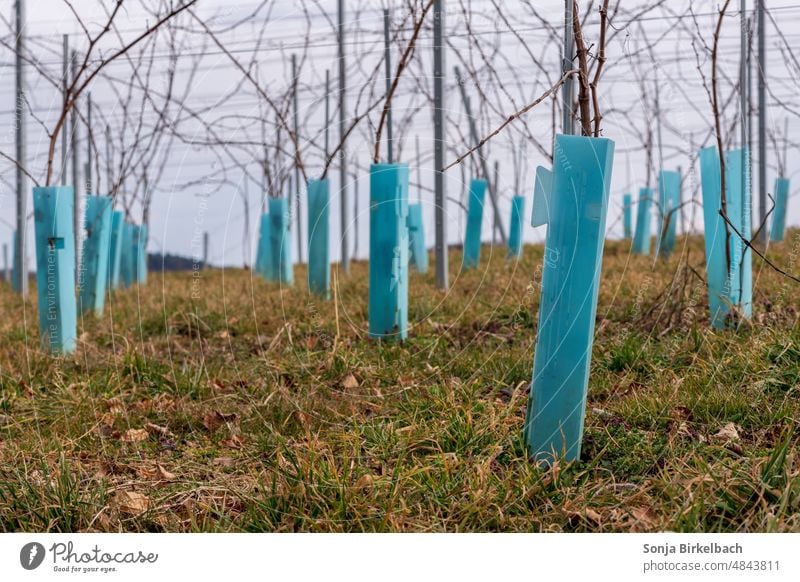 Wildverbissschutz an Rebstöcken im Weinberg Wildverbisschutz Schutz Stamm Natur Landschaft Weinbau Außenaufnahme Weingut Wachstum Weinrebe Ackerbau Weintrauben