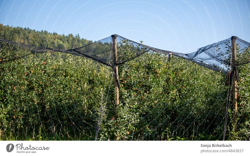 Apfelplantage mit Schutznetzen im Sommer Obstbau Bäume Plantage Landwirtschaft Netz Agrar Obstanbau Anbau grün Apfelbaum Menschenleer Frucht Bauer Most