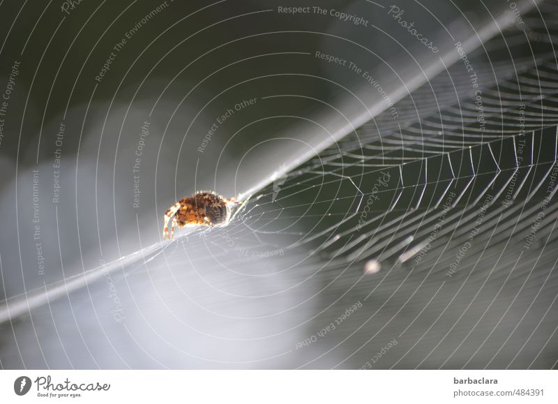 Seiltänzer Natur Luft Himmel Schönes Wetter Spinne Spinnennetz 1 Tier krabbeln außergewöhnlich fantastisch hell grau weiß Sicherheit Überraschung Bewegung