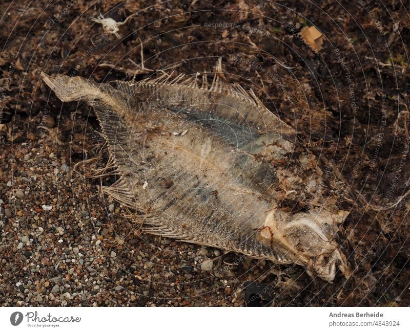 Toter Plattfisch am Strand der Ostsee verfault Tod Wandel & Veränderung Klima Ökosystem Umwelt im Freien Ökologie tot Körper MEER Sommer Natur Fischen trocknen