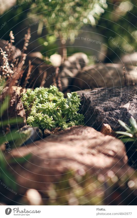 Sukkulente im Steingarten Sukkulenten Garten Natur Pflanze Farbfoto grün Nahaufnahme natürlich Tag Außenaufnahme Wachstum Menschenleer Dekoration & Verzierung