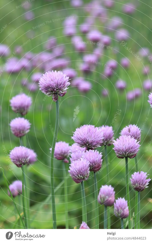 Schnittlauchblüten im Garten Allium schoenoprasum Graslauch Binsenlauch Lauch Gewürzpflanze Kulturpflanze Blütenstand blühen Frühling Würzkraut Nutzpflanze grün