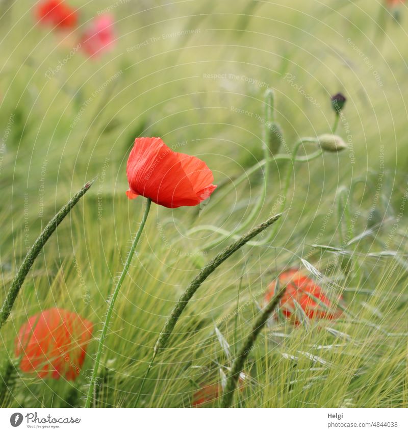 Klatschmohnblüte, Knospen und Gräser im unreifen Gerstenfeld Mohn Mohnblüte Mohnknospe Gras Getreide Getreidefeld Frühling blühen wachsen rot grün Natur Pflanze