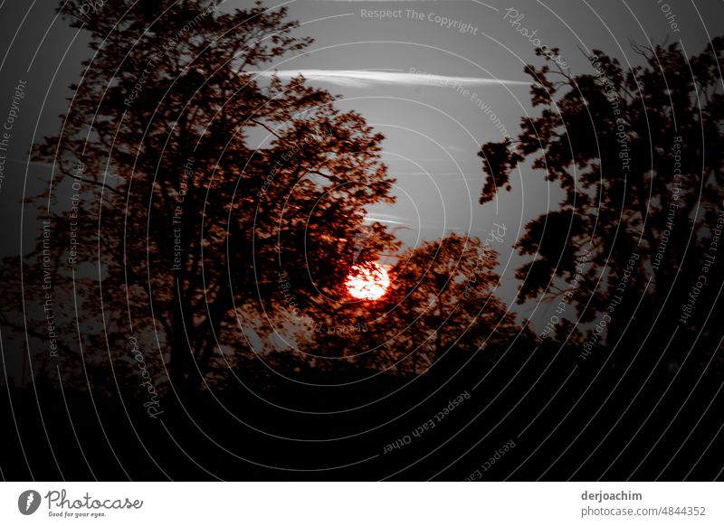 Es ist Morgendämmerung. Die Sonne scheint hinter den Büschen und Bäumen. So ganz langsam beginnt der Tag. Sonnenaufgang - Morgendämmerung Außenaufnahme