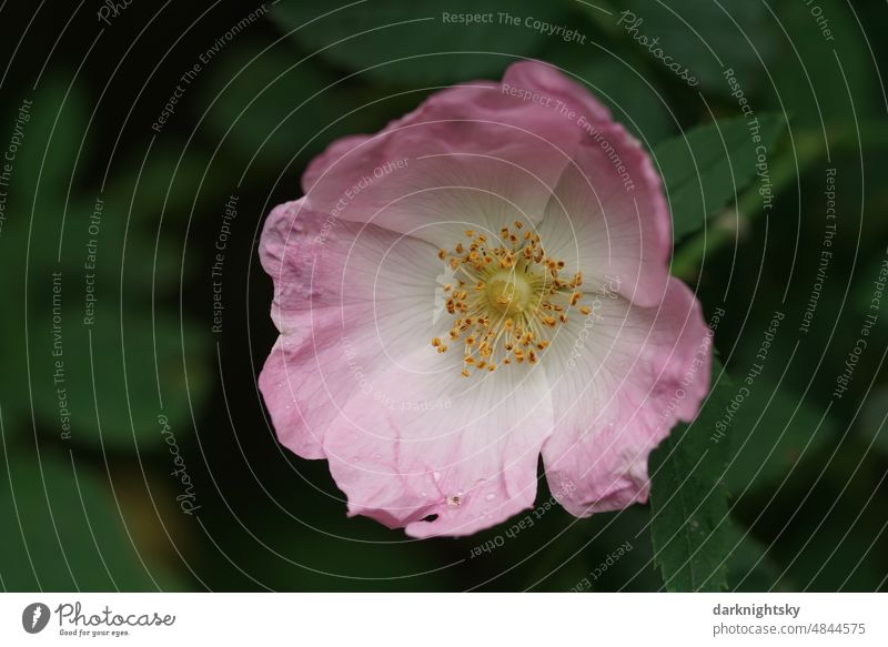 Rosa rote Hundsrose in voller Blüte mit weichem, grünem Hintergrund, Rosa canina Rose rosales Natur Duft schön Farbfoto Außenaufnahme Romantik Pflanze Blume