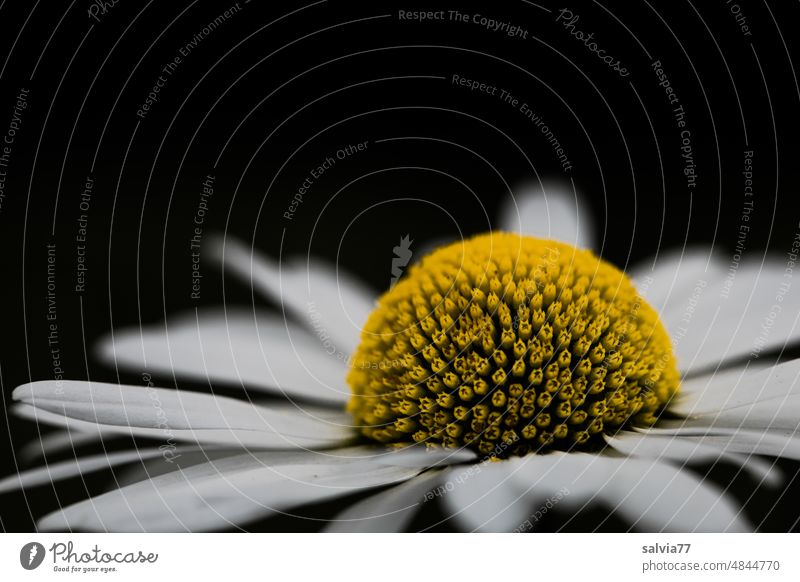 Margeritenblüte vor dunklem Hintergrund Blüte Makroaufnahme Blume Nahaufnahme Natur Pflanze Sommer Farbfoto gelb weiß Blühend Menschenleer Röhrenblüten