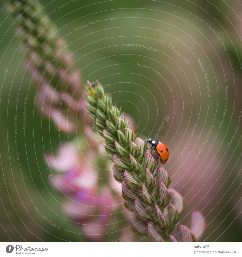 Marienkäfer krabbelt auf Esparsettenblüte nach oben Siebenpunkt-Marienkäfer Blüte Blume krabbeln Makroaufnahme Glück Insekt Käfer Natur Sommer Farbfoto