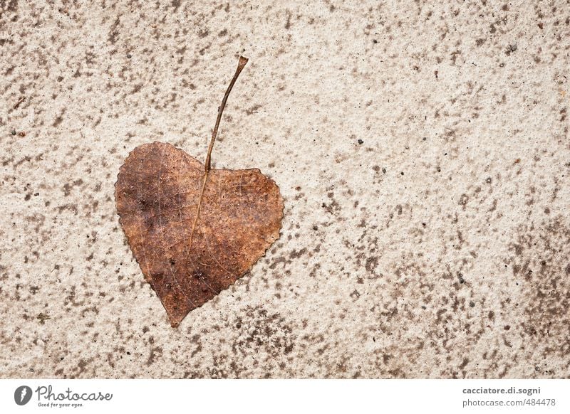 Mit Liebe vom Herbst Umwelt Schönes Wetter Blatt Straße Herz einfach Freundlichkeit natürlich schön unten braun Fröhlichkeit Lebensfreude Optimismus