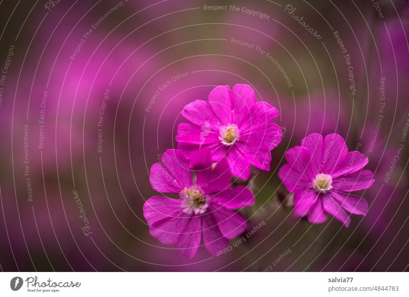 trio in pink rote Lichtnelke Silene dioica Rotes Leimkraut Sommer Frühling Blühend Blume Blüte schön Pflanze Natur Makroaufnahme Farbfoto Garten Blumenwiese