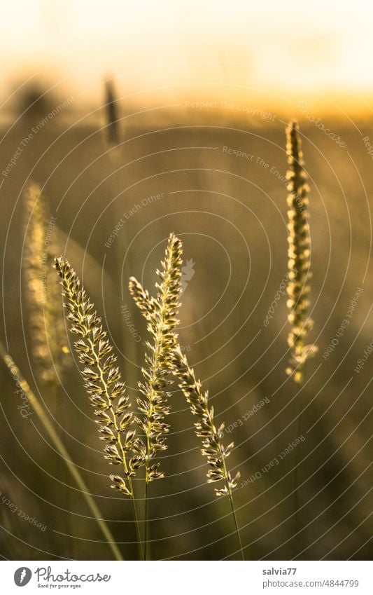 Im Gegenlicht der warmen Abendsonne leuchten die Gräserblüten Wiese Gras Pflanze Abendstimmung Warmes Licht Grasblüte Farbfoto Menschenleer Sonnenlicht Natur