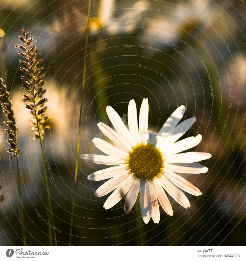 Blumenwiese, Margeritenblüte leuchtet im Abendlicht Grasblüte Margertitenblüte Sommer Blüte Farbfoto Natur weiß Blühend Frühling Pflanze Gegenlicht Menschenleer