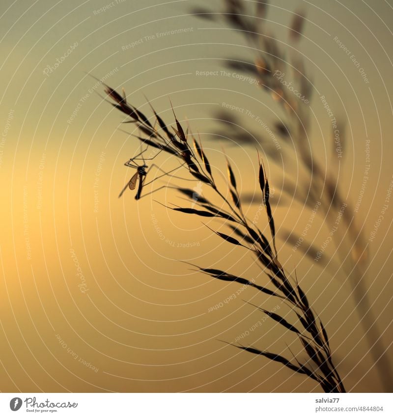 Gräserblüten im Dämmerlicht Abendstimmung Grasblüte Glatthafer Wiesenschnake Insekt Gegenlicht Natur Dämmerung Stimmung ruhig Silhouette Abenddämmerung