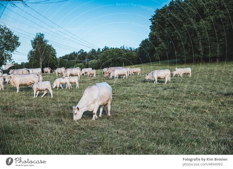 Weidekühe in Wiehl Kuh Herde Außenaufnahme Nutztier Tier Farbfoto Wiese Natur Landschaft Gras Landwirtschaft Tiergruppe grün Umwelt Menschenleer Sommer Himmel