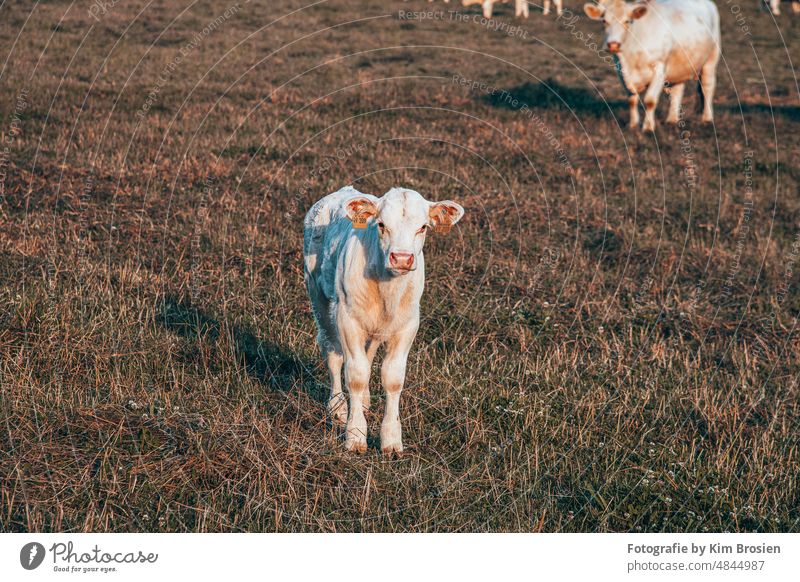 Kalb im Portrait kalb jungtier kuh weidekuh weidemilch portrait tierwelt land dorf herde babyface wiese natur Außenaufnahme Gras Herde Tier Rind Viehbestand