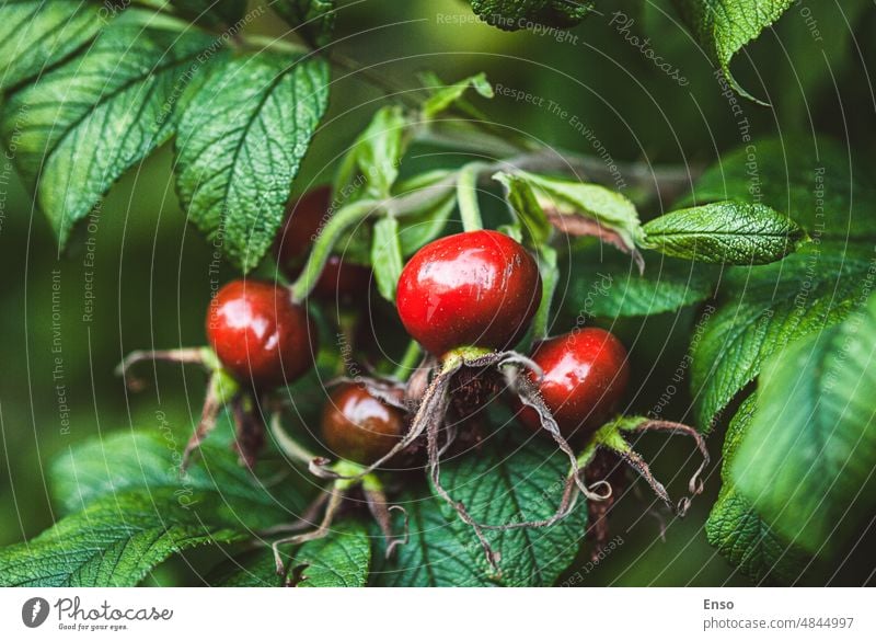 Rosa rugosa Früchte am Strauch, reife Hagebutten im Garten Rosa rugosa Frucht Cynarrhodium Hüfte rot Beeren Kartoffelrose Japanische Rose Daunenrose