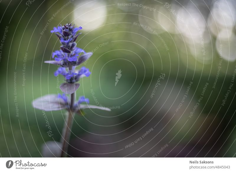 Katzenminze blüht eigener Garten Kaukasus-Katzenminze Katzenminzblüten catmint Nepeta grandiflora Hintergrund Blumen Blätter schwarz Makro purpur Vorbau Bokeh