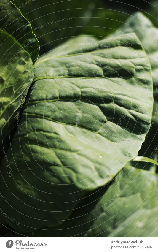 Kohl wächst im Garten. Landwirtschaft. Gesundes und gesundes Essen für den Menschen. Der Anbau von Kohl. Kopf von Grünkohl in Bio-Hof Gemüse Lebensmittel