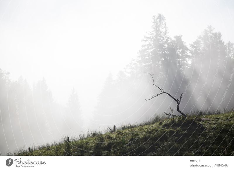 Ast Umwelt Natur Landschaft Herbst Nebel Feld natürlich Farbfoto Gedeckte Farben Außenaufnahme Menschenleer Textfreiraum links Textfreiraum Mitte Morgen Tag