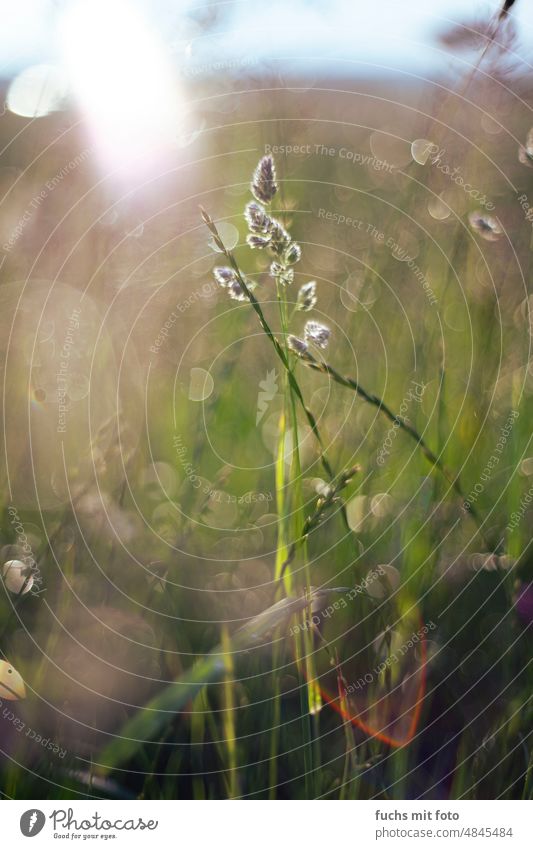 Gegenlicht auf Wiesen und Feldern. Bokeh in der Natur Sommer Gras Unschärfe grün Blume Bokeh Hintergrund Nahaufnahme Pflanze Lensflare Lichteinfall sommerlich