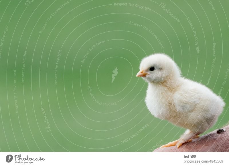 ein junges Kücken auf einer Hand vor grünen Hintergrund Flaum Vogel Haushuhn geschlüpft Huhn bauern Portrait Tier Bauernhof Landwirtschaft Geflügel