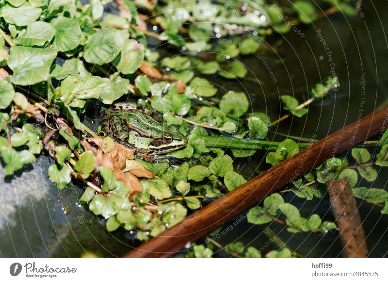 grüner Frosch im Gartenteich Frühling Teichfrosch Sonnenlicht Licht Tarnung Auge Blase Wasserfrosch schwarz orange grau gelb braun natürlich 1 Wildtier Sommer