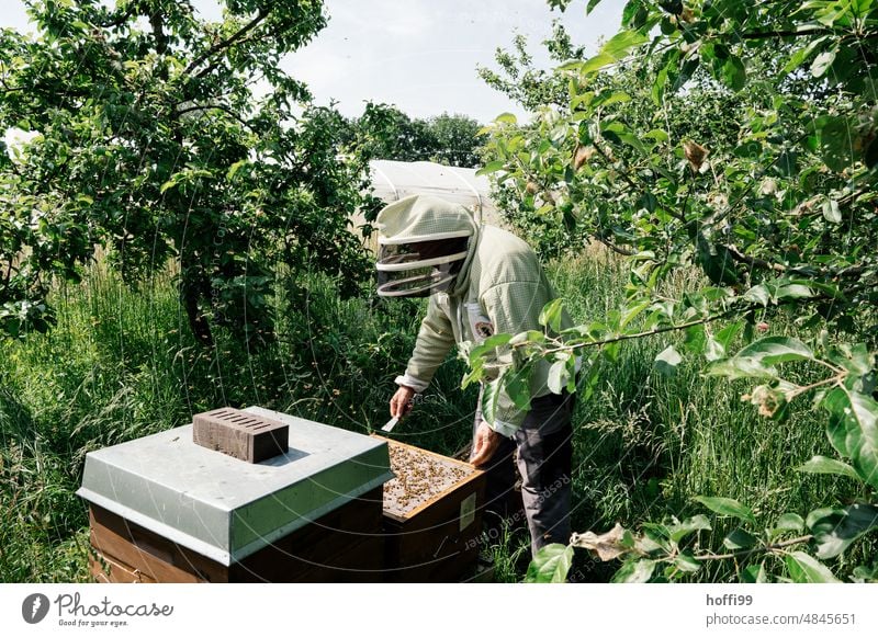 Ein Imker bei der Sichtprüfung einer Honigwabe prüfen Sichtung Bienenstock Honigbiene Imkerei Wabe Bienenwachs Bienenkorb Bienenzucht Kolonie Sommer Wachs