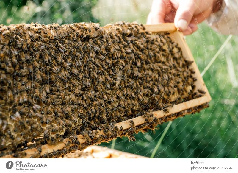 Ein Imker bei der Sichtprüfung einer Honigwabe prüfen Sichtung Bienenstock Honigbiene Imkerei Wabe Bienenwachs Bienenkorb Bienenzucht Kolonie Sommer Wachs