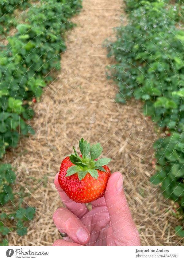 eine Frau hält eine Erdbeere in der Hand auf dem Feld Erdbeeren Erdbeerfeld erdbeere Erdbeeren pflücken Erdbeerenzeit Sommer Frucht rot frisch lecker Ernte reif