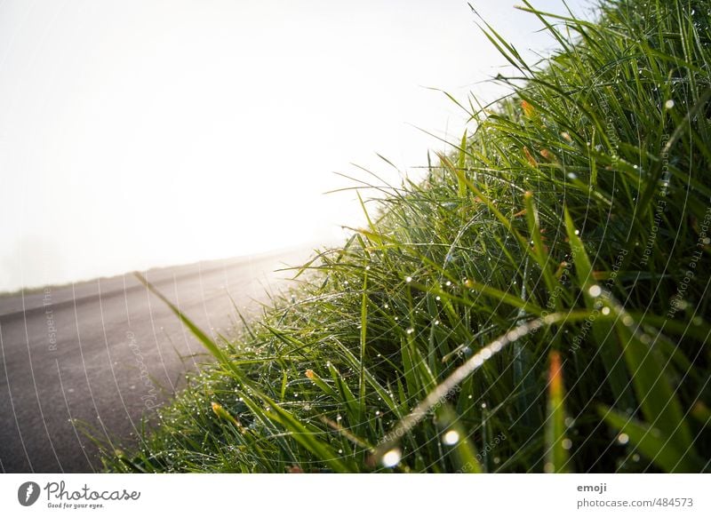 Hang Umwelt Natur Landschaft Wassertropfen Gras Wiese nass natürlich grün Farbfoto Außenaufnahme Nahaufnahme Menschenleer Textfreiraum links Morgen Tag