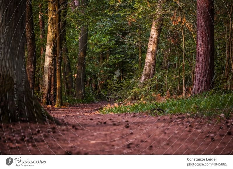 Weg zwischen Bäumen in den Wald hinein. Waldboden Natur Pflanze grün Wachstum Umwelt Baum Menschenleer Farbfoto Landschaft Spaziergang Spazierweg natürlich