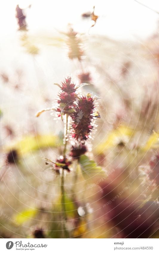 stachelig Umwelt Natur Landschaft Pflanze Blume natürlich rosa Farbfoto Außenaufnahme Nahaufnahme Menschenleer Tag Sonnenlicht Sonnenstrahlen Gegenlicht