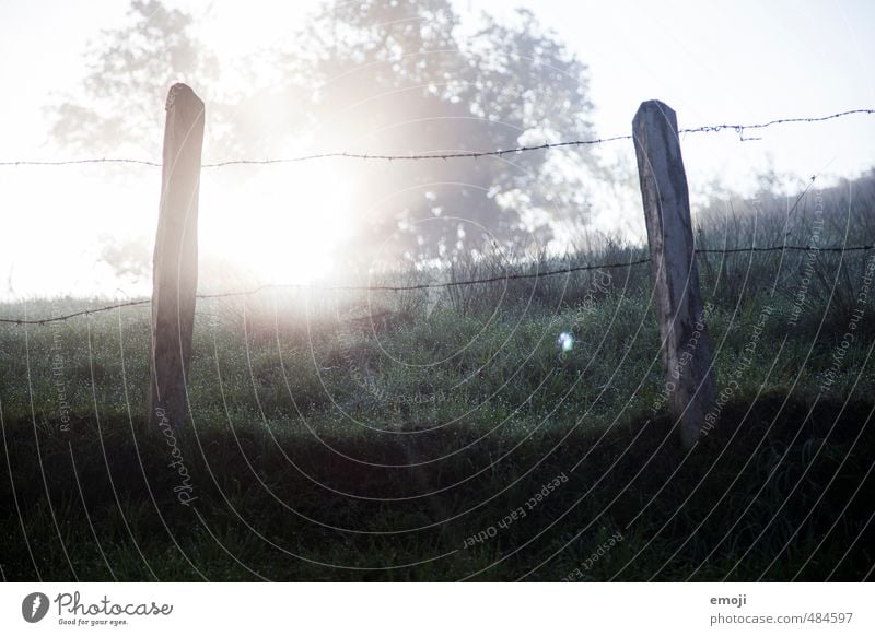 in der Früh Umwelt Natur Landschaft Herbst Nebel Gras außergewöhnlich natürlich Zaun Zaunpfahl Farbfoto Gedeckte Farben Detailaufnahme Menschenleer Morgen