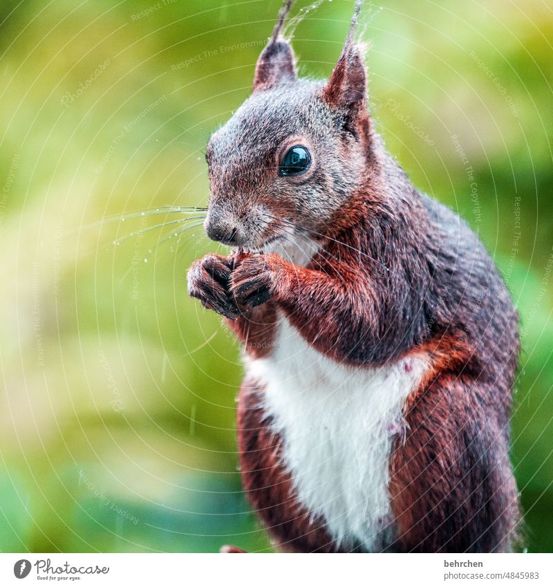 lass mich rein, es regnet, büdde büdde... Tierporträt Tiergesicht Farbfoto Tierliebe niedlich Menschenleer Außenaufnahme Neugier beobachten Eichhörnchen Garten