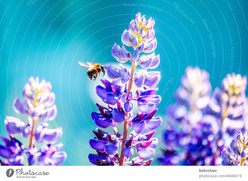 ab jetzt SOMMER! Unschärfe Kontrast Sonnenlicht Licht Tag Menschenleer Detailaufnahme Nahaufnahme Außenaufnahme Farbfoto zart Nektar Pollen Honig sommerlich