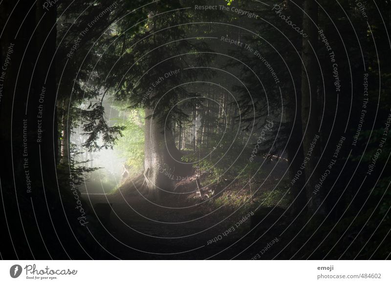 Jede dunkle Nacht hat ein helles Ende Umwelt Natur Nebel Baum Grünpflanze Wald bedrohlich dunkel natürlich Farbfoto Außenaufnahme Menschenleer Tag