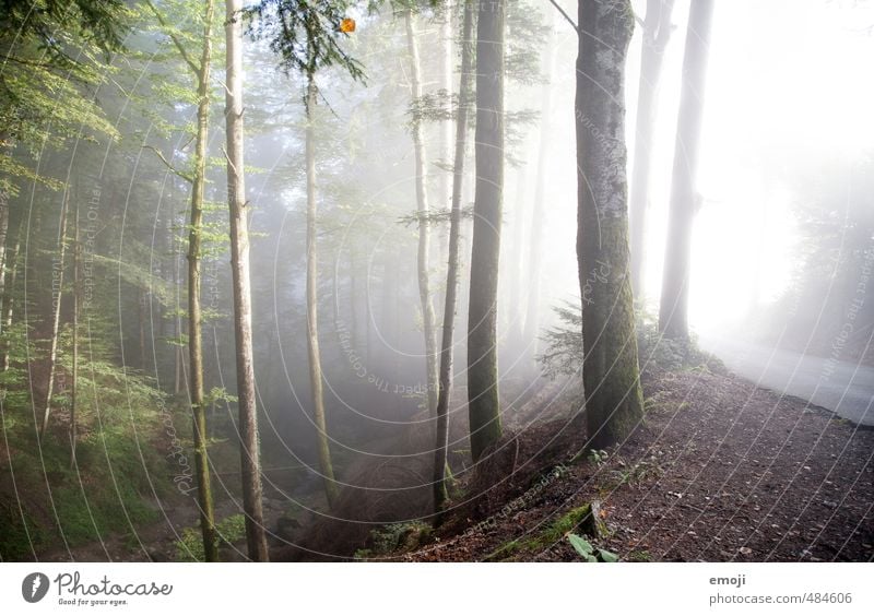 grün-grau Umwelt Natur Landschaft Herbst Nebel Baum Wald außergewöhnlich kalt natürlich Farbfoto Außenaufnahme Menschenleer Morgen Licht Sonnenlicht