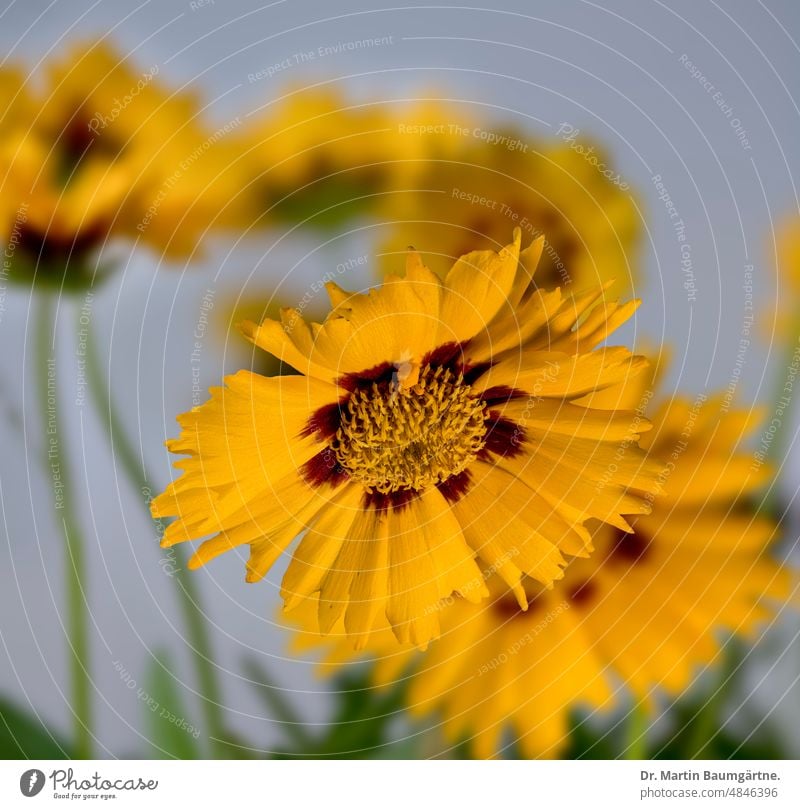 Lanzettblättriges Mädchenauge, Coreopsis lanceolata, Blütenstände Blütenstand Röhrenblüten Zungenblüten gelb Pflanze Blume Staude mehrjährig ausdauernd