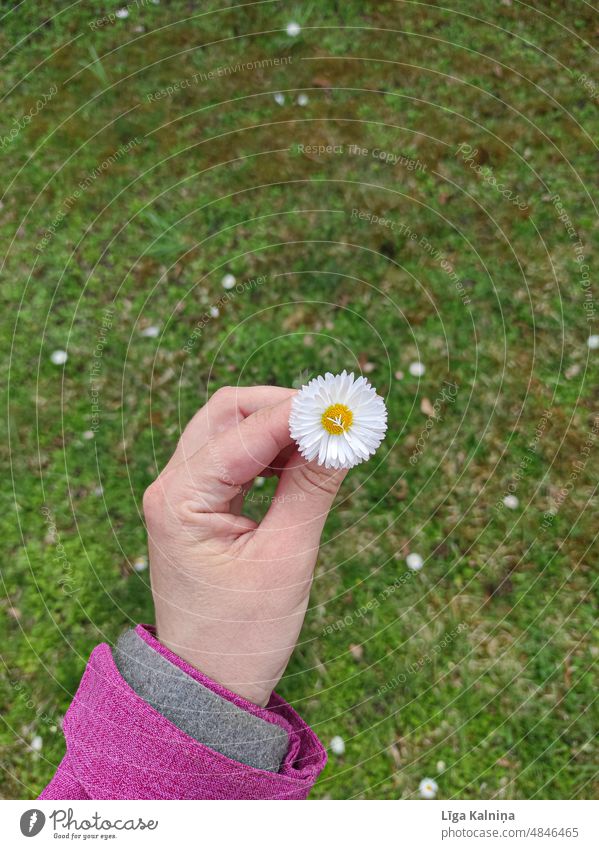 Gänseblümchen gewöhnliches Gänseblümchen Blüte Blume Natur Korbblütengewächs geblümt Sommer weiß Hintergrund Pflanze Garten Frühling Gänseblümchenblume