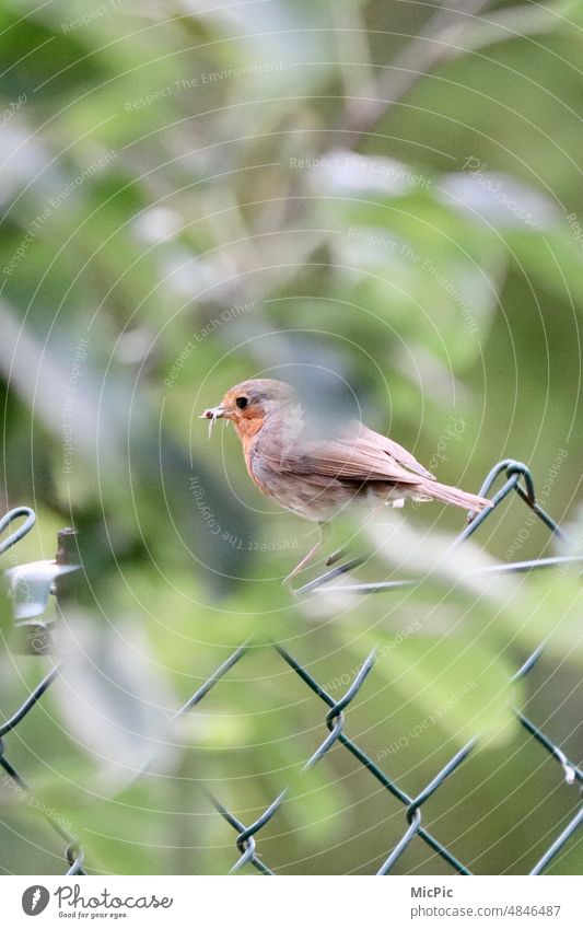 Rotkehlchen auf Futtersuche mit Beute im Schnabel Vogel des Jahres 2021 im Garten fauna tierwelt Außenaufnahme klein Natur Ornithologie wild schön orange