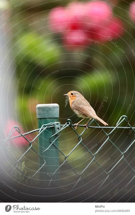 Rotkehlchen sitzt auf einem Maschendrahtzaun Vogel des Jahres 2021 Vogelbeobachtung Zutraulichkeit zierlich natur tiere niedlich verspielt neugierig heimlich