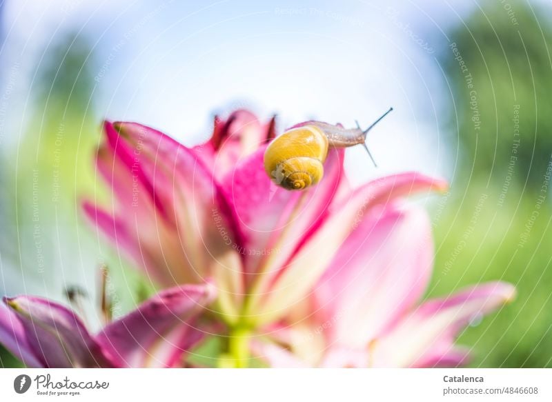 Eine gelbe Bänderschnecke auf dem Blütenblatt einer Lilie duften verblühen Grün Gelb Rosa Tageslicht Lillium Lilienblüte Liliengewächse klein langsam schleimig